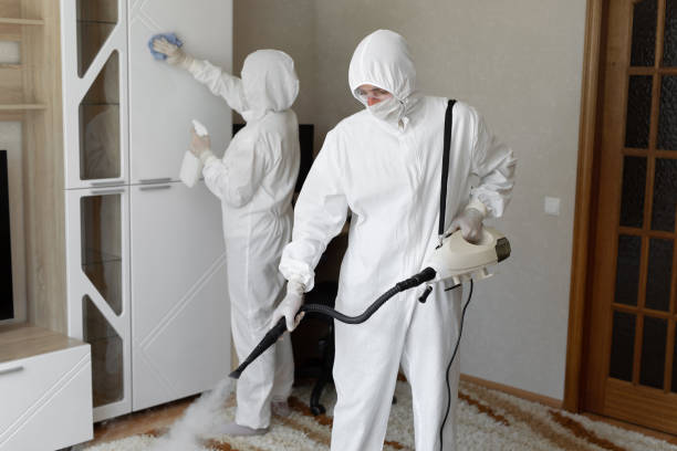 Best Basement Mold Remediation in Castle Point, MO