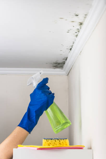 Best Mold Testing and Inspection Services in Castle Point, MO