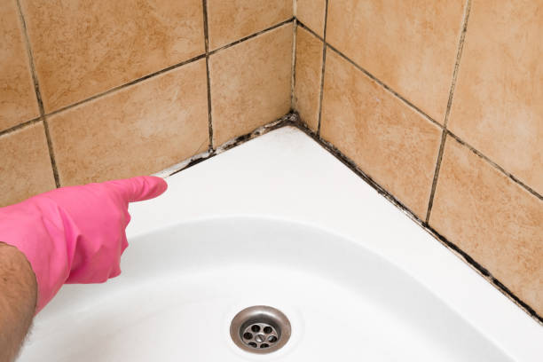 Professional Mold Remediation in Castle Point, MO