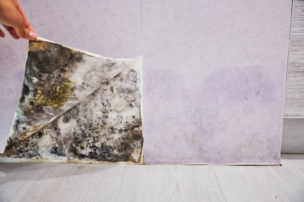 Professional Mold Remediation in Castle Point, MO